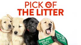 Pick Of The Litter Assista grátis